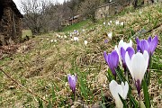 81 Crocus vernus bianchi e violetti tra le baite